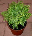 Selaginella Martensii